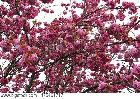 Natural Closeup On The Rich Pink Colored Seasonal Blossoming Japaneses Cherry Tree, Prunus Serratula