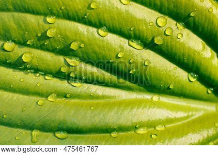 Close-up Of Huge Bright Green Leaf Of Plantain Lily Funkia Hosta Covered With Water Rain Dew Drops L