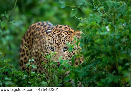 Wild Male Leopard Or Panther Or Panthera Pardus Fusca Face Closeup In Natural Monsoon Green Season D