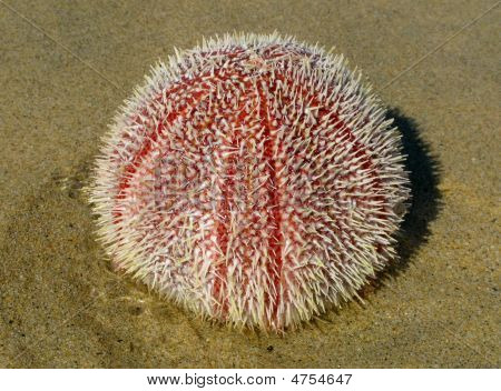 Farverige frisk søpindsvin (echinus Esculentus) på en britisk Beach.