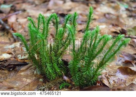 Evergreen Club Moss Close-up, Carpathian Vegetation Wild Plant