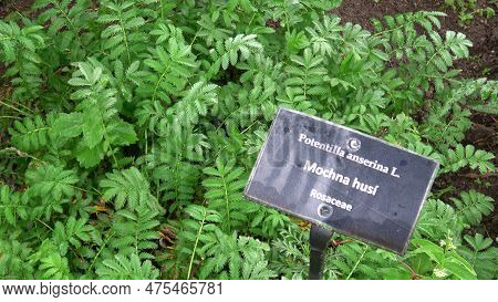 Herbaceous Plant Silverweed Named Potentilla Anserina Or Argentina Anserina