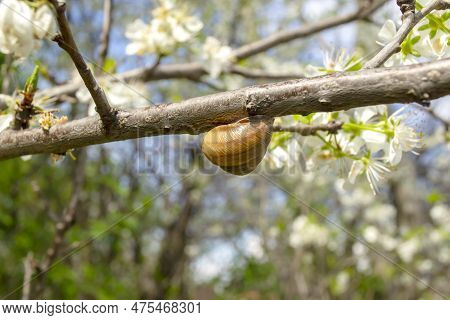 A Snail On A Branch Of A Fruit Tree. In Early Spring, Snails Appeared On The Tree. Pests On Fruit Tr