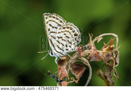 Leptotes Plinius,  Zebra Blue Or Plumbago Blue Butterfly, Lycaenidae Found In Sri Lanka, India To Au