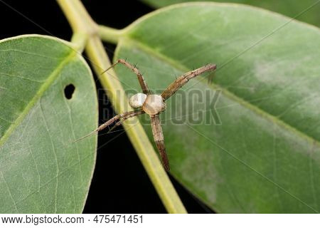 Mango Stem Borer, Batocera Rufomaculata, Pune, Maharashtra, India