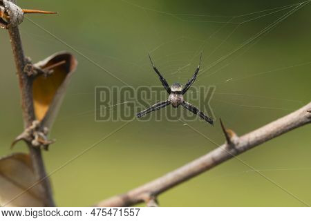 Male Signature Spider,  Argiope Keyserlingi, Satara, Maharashtra, India