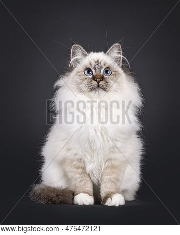 Super Cute Tabby Point Fluffy Sacred Birman Cat Kitten, Sitting Up Facing Front. Looking Up And Abov