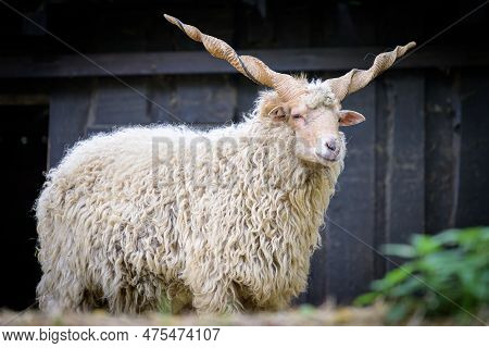 A Mountain Sheep With Twisted Horns In A Zoo, Cloudy Day (austria)