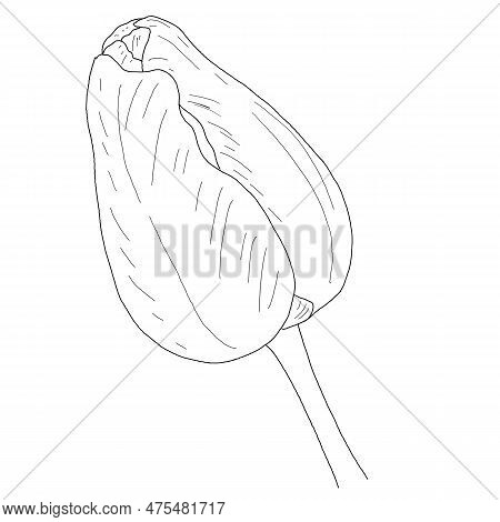 Drawing Of A Tulip Bud Macro, Hand-drawn, Linart. High Resolution, Suitable For Printing On Any Surf