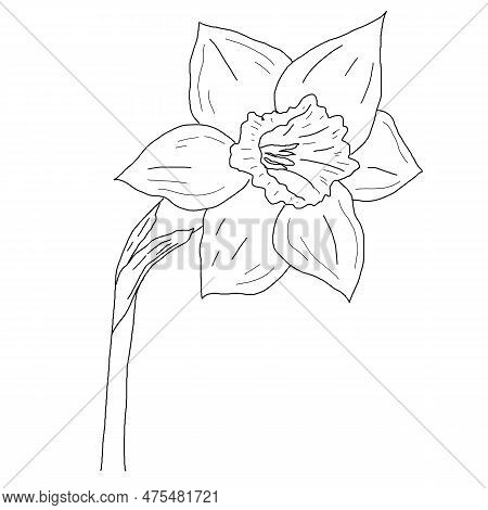 Drawing Of Narcissus Bud Macro, Hand-drawn, Linart. High Resolution, Suitable For Printing On Any Su