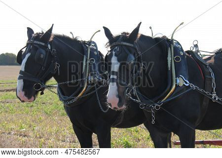 Two Magnificent Large Farm Working Shire Horses.