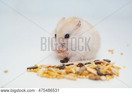 A Small White With Red Dzungar Hamster Eats Seeds On A White Table.