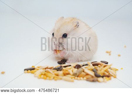 A Small White With Red Dzungar Hamster Eats Seeds On A White Table.