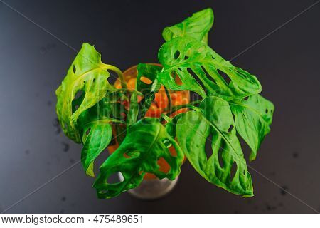 The Sprout Of Monstera Munky In A Glass Of Water With Hydrogel Balls On A Black