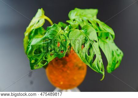 The Sprout Of Monstera Munky In A Glass Of Water With Hydrogel Balls On A Black