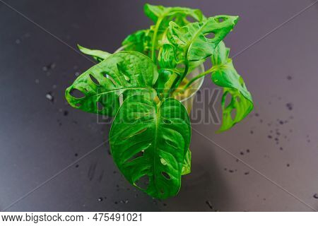 The Sprout Of Monstera Munky In A Glass Of Water On A Black Background.