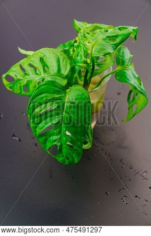 The Sprout Of Monstera Munky In A Glass Of Water On A Black Background.