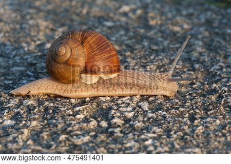 A Closeup Shot Of A Snail Crawling On Tarmak.