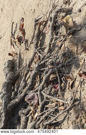 Roots Of Tree On Sand, Wood Texture.root Of Large Ficus, On Sea Coast Full Of Dry Leaves, In An Urba