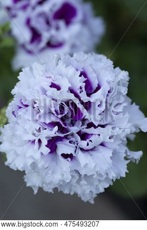Beautiful Fluffy Curly White And Putple Petunia Double Piruet Flower Growing In A Planter.