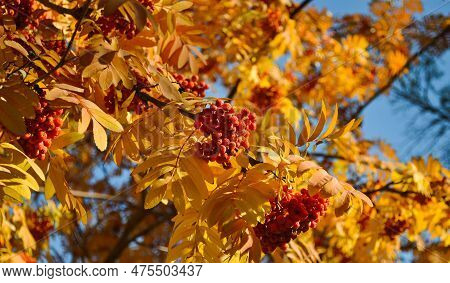 Ripe And Juicy Bunches Of Rowanberries Hang On Branches With Yellow Leaves