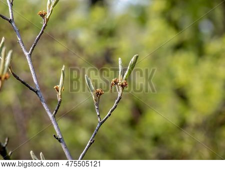 Flower Of Hamamelis Intermedia In Early Spring. Hamamelis Has Gorgeous Flowers In Early Spring.