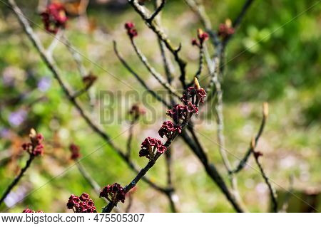 Flower Of Hamamelis Hamamelis Virginiana L In Early Spring. Hamamelis Has Gorgeous Flowers In Early