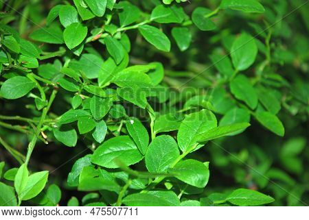 Blueberry Bushes In The Evening Forest. Vaccinium Myrtillus, Blueberry Undersized Shrub. On Thin Lon