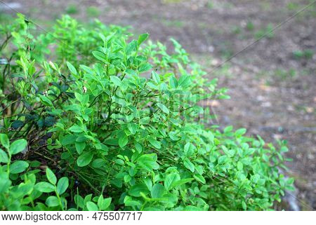 Blueberry Bushes In The Evening Forest. Vaccinium Myrtillus, Blueberry Undersized Shrub. On Thin Lon