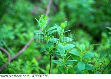 Blueberry Bushes In The Evening Forest. Vaccinium Myrtillus, Blueberry Undersized Shrub. On Thin Lon
