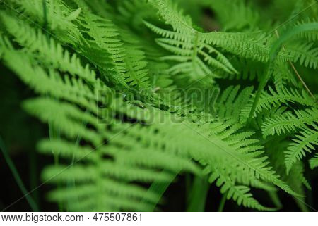 Fern Polypodiophyta Among Other Herbs. Among The Grass And Other Plants Is A Rich Green Fern Branch 