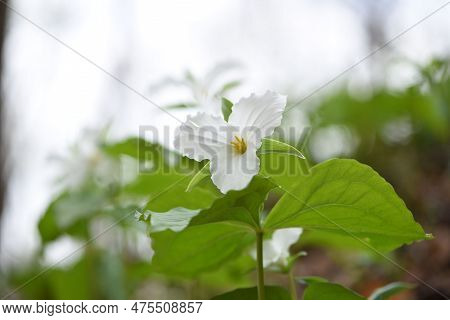 White Trillium Blooming In Full Bloom, Pennsylvania