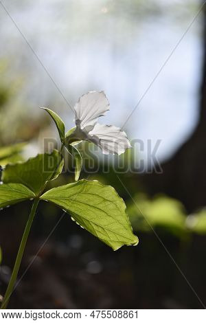 White Trillium Warming In The Morning Sun