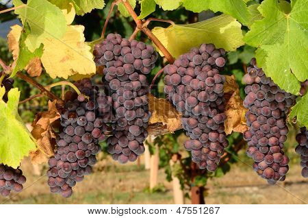 Pinot nero