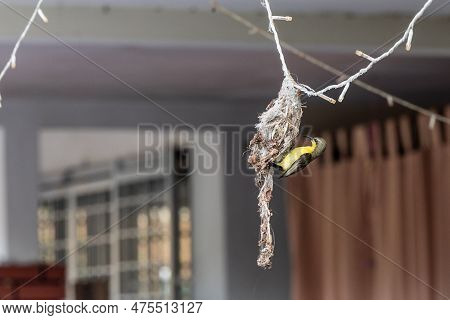 Long-billed Spiderhunter Bird Weaving Nest At Residential Home