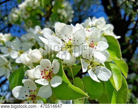 Spring Time. Wild Pear Tree Branch With The Blooming Flowers On A Blurred Background. Spring Garden 