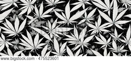 Cannabis Leaf Seamless Pattern. Medicine Marijuana Textre. Medical Cannabis Sign. Legalize Symbol. D