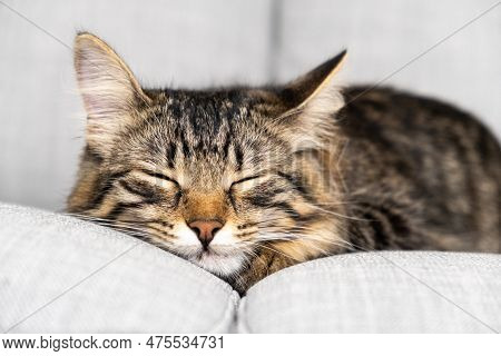 Portrait Of A Sleeping Striped Young Cat On A Gray Sofa. The Cat Is Resting.