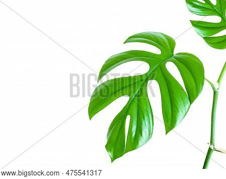 Mini Monstera Indoor Plant On White Background And Space For Text