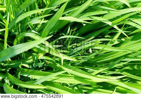 Meadow Ground Texture. Green Grass Earth Environment Background. Green Grass Top View Texture. Home 