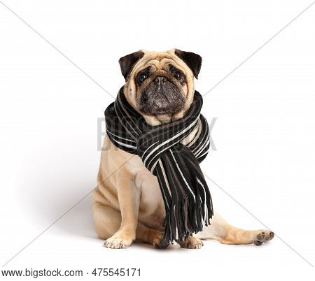 Purebred Cute Funny Friendly Dog Pug In A Warm Stylish Scarf Around His Neck On White Background. Th