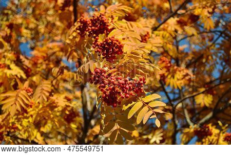 Ripe And Juicy Bunches Of Rowanberries Hang On Branches With Yellow Leaves