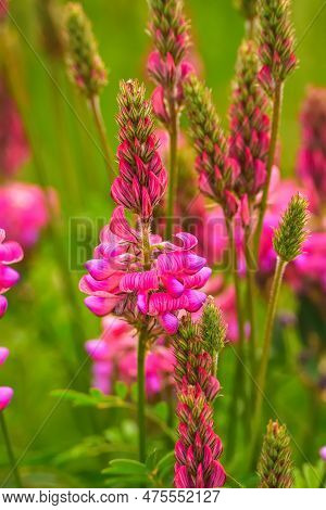 Beautiful Pink Green Spring Nature. Close Up Of A Common Sainfoin (onobrychis Viciifolia) Flower In 