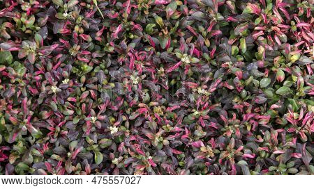 Beautiful Alternanthera Ficoidea Red Ornamental Plant Texture And Pattern Background.
