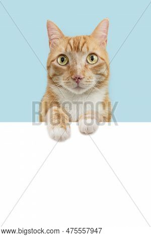 Ginger Orange Cat Peeking Over White Background. Isolated On Blue Pastel Background