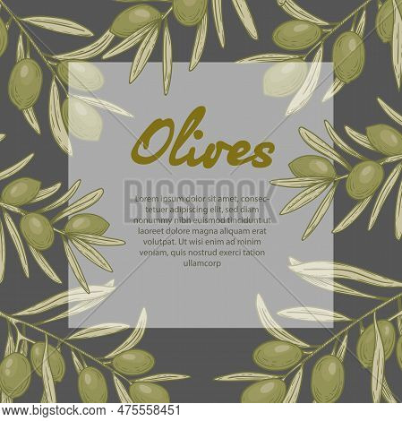 Olive Oil Banner Design Template. Sketch Style Olive Branches And Extra Virgin Vector Label With Oli