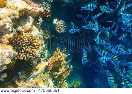 Masked Puffer (arothron Diadematus) And Indo-pacific Sergeants (abudefduf Vaigiensis) On Coral Reef 