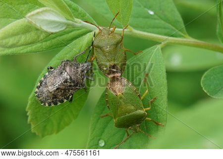 Natural Closeup On A Grey Mottle Stinkbug, Rhaphigaster Nebulosa, And 2 Mating Green, Shieldbugs, Pa