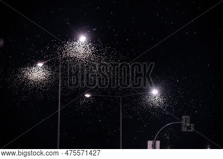 Mayfly Insect In The Night Sky. Street Light And Many Mayfly