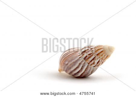 Shell